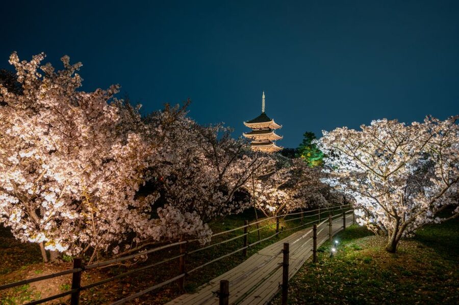 Kyoto: Ninnaji Temple Entry Ticket - Practical planning for your visit