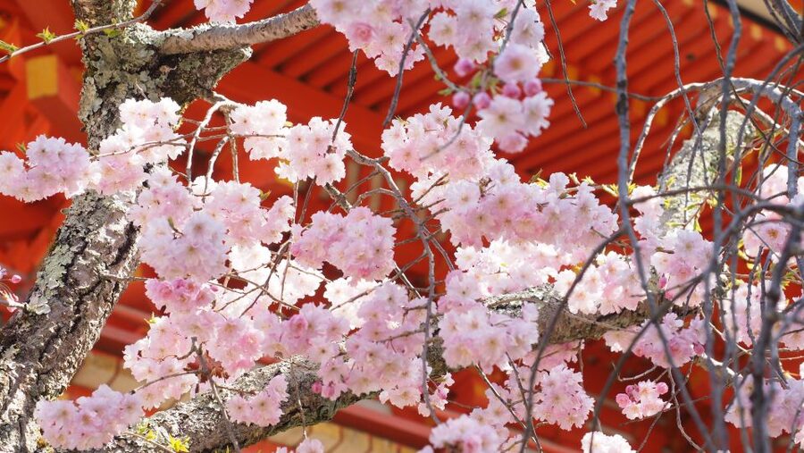 Kyoto: Ninnaji Temple Entry Ticket - Is the $5 ticket good value?