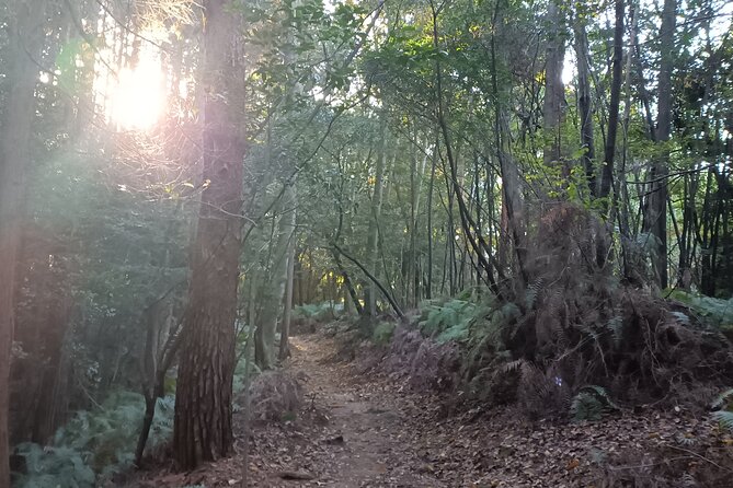Kyoto Off The Beaten Path: Hidden Zen Garden & Magical Shrine - Entering Shimogamo Shrine through its sacred forest