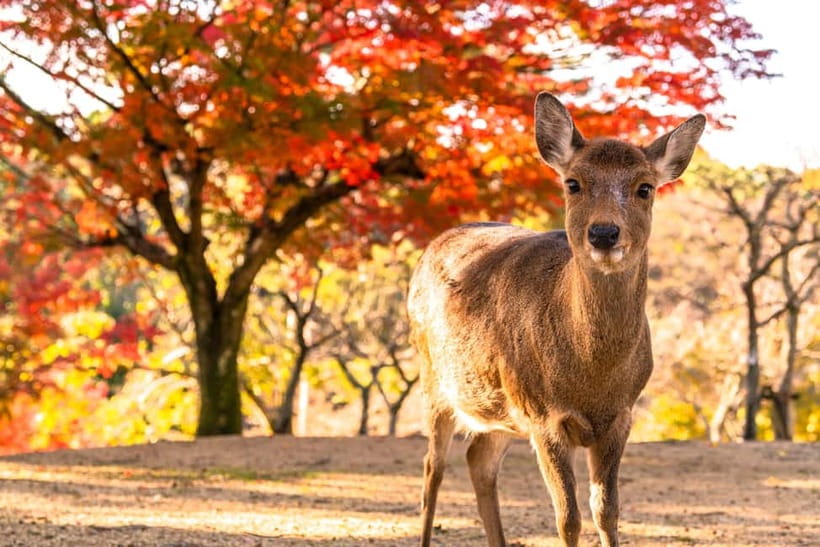 Kyoto/Osaka: Kinkakuji, Bamboo Forest, and Nara Deer Park - What this Kyoto and Nara day trip covers