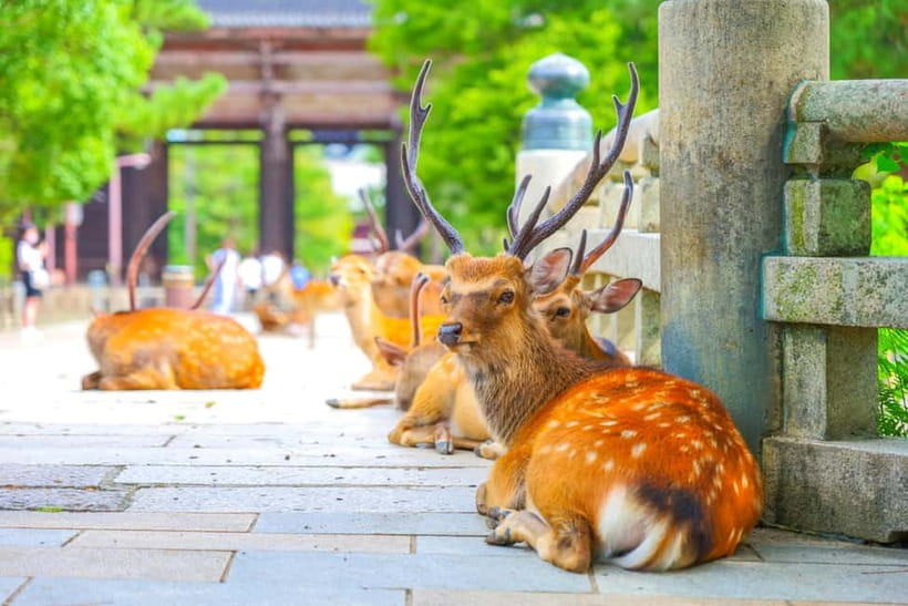 Kyoto/Osaka: Kinkakuji, Bamboo Forest, and Nara Deer Park - Arashiyama bamboo forest and Togetsukyo Bridge