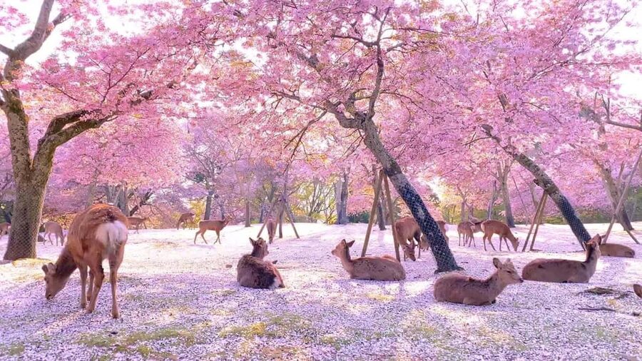 Kyoto/Osaka: Kyoto and Nara Customized Private Guided Tour - Key points at a glance