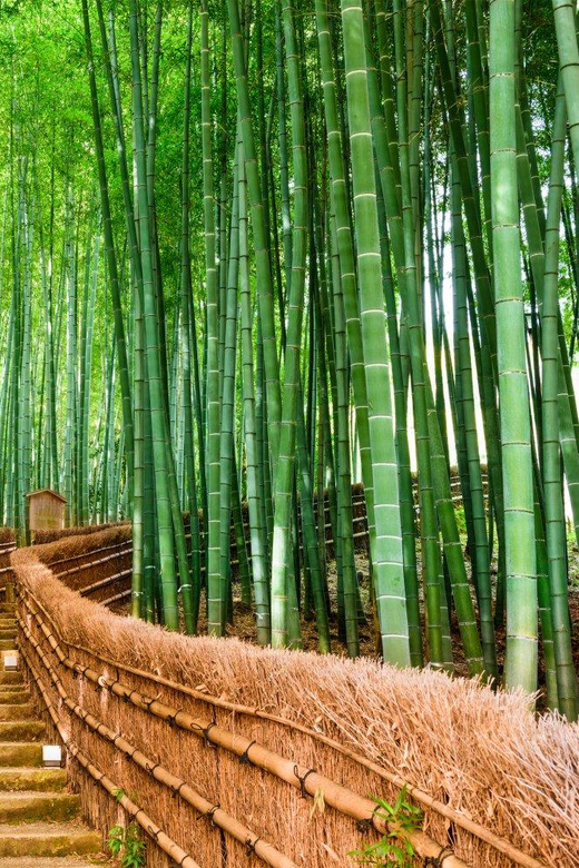 Kyoto/Osaka: Kyoto and Nara Customized Private Guided Tour - Nara Park: deer, open space, and a different mood