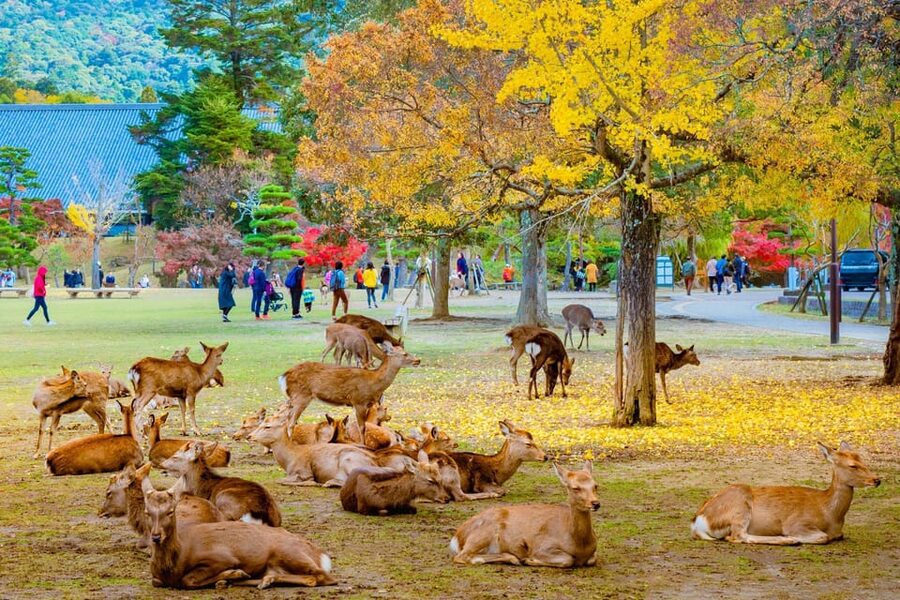 Kyoto/Osaka: Kyoto and Nara Customized Private Guided Tour - Arashiyama Bamboo Forest: beautiful, brief, and often crowded