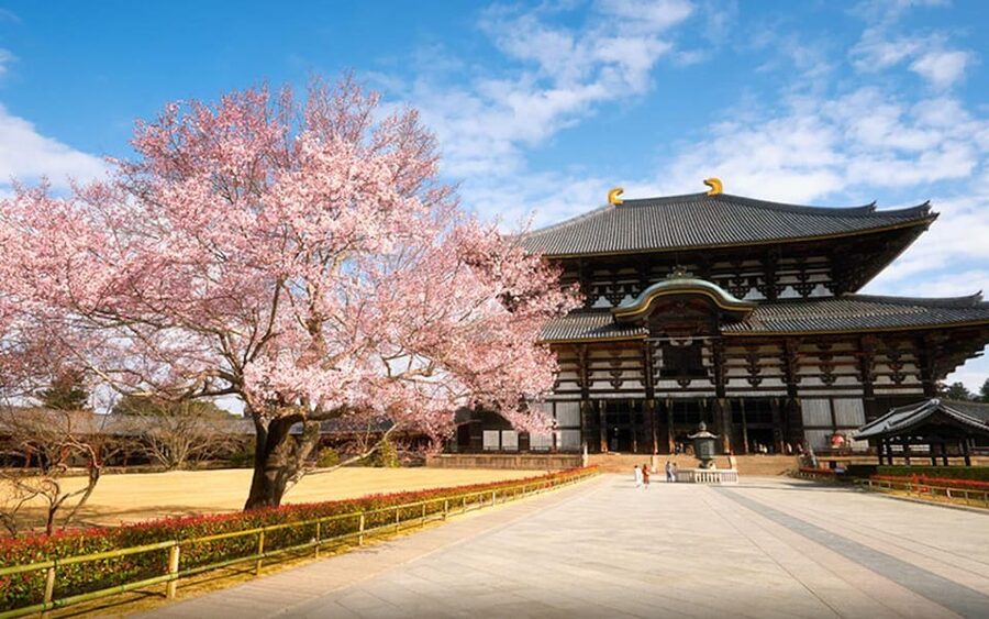Kyoto/Osaka: Nara Customizable Self-Guided Tour with Driver - A private Nara day built around your priorities