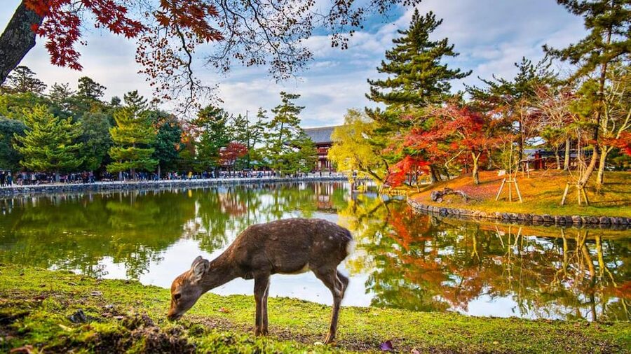 Kyoto/Osaka: Nara Customizable Self-Guided Tour with Driver - Nara Park and Tōdai-ji: the essential morning pair