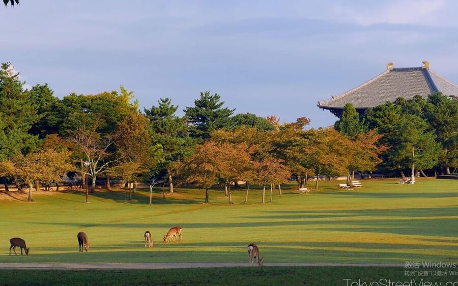 Kyoto/Osaka: Nara Customizable Self-Guided Tour with Driver - What the $509 group price really buys
