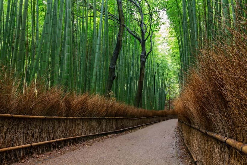 Kyoto/Osaka: Nara, Fushimi Inari Taisha, Arashiyama Bus Tour - Fushimi Inari Taisha and the red gate tunnel