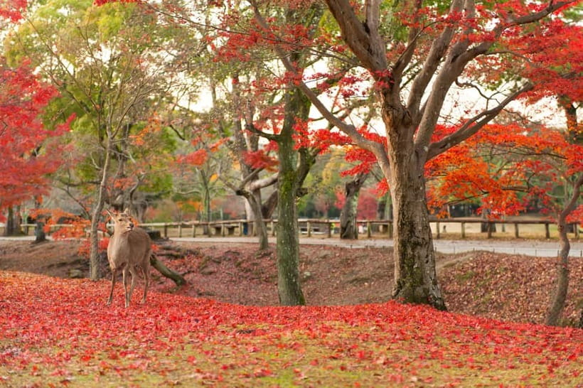 Kyoto/Osaka: Nara, Fushimi Inari Taisha, Arashiyama Bus Tour - What the guide adds to a self-guided day