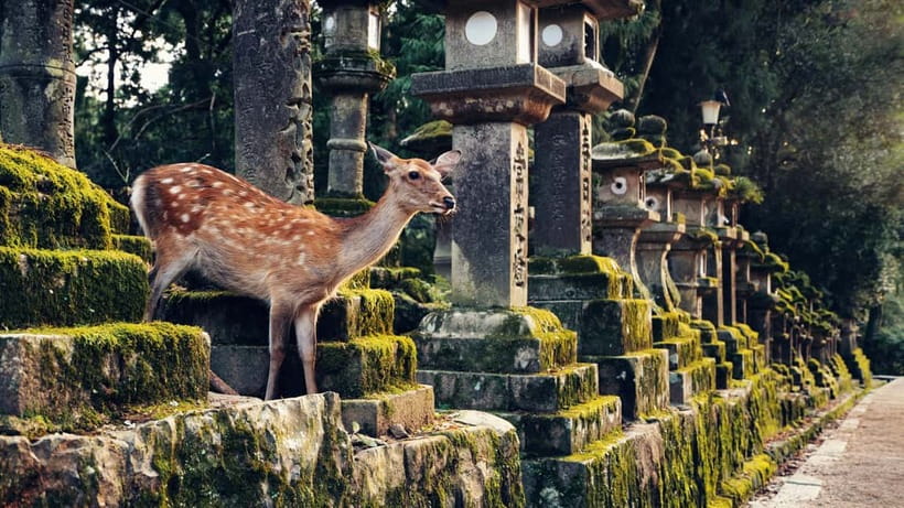Kyoto/Osaka: Nara, Fushimi Inari Taisha, Arashiyama Bus Tour - Who should book this day trip?