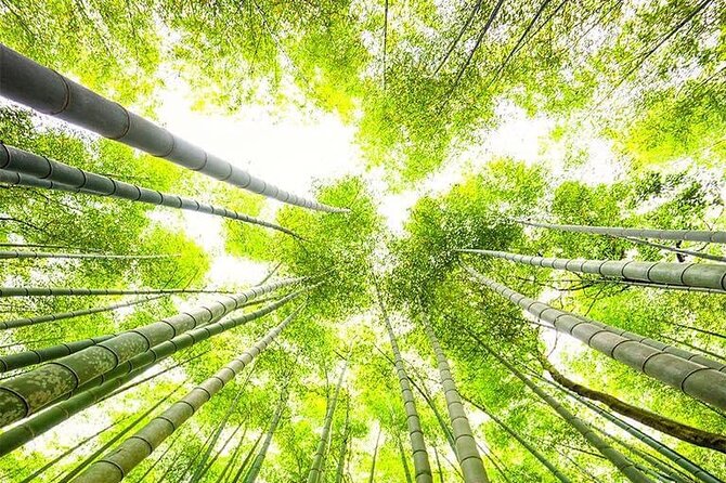 Kyoto, Osaka, Nara Private Tour by Car English Driver Guide - How to make the day work better