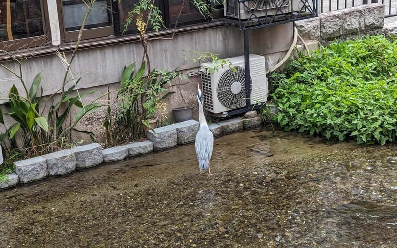 Kyoto: Personalize, private tour (3h, 5h, 8h) [W/Car Option] - Why an eight-hour day can offer better value