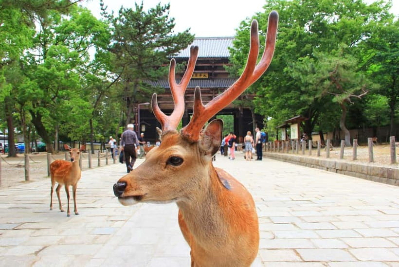 Kyoto: Private Customizable Day Tour with Guide and Vehicle - Fushimi Inari and the famous torii gates
