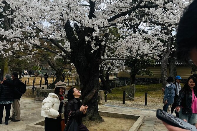 Kyoto Private & Customizable Tour with English-Speaking Driver - Sannenzaka and Ninenzaka in Higashiyama