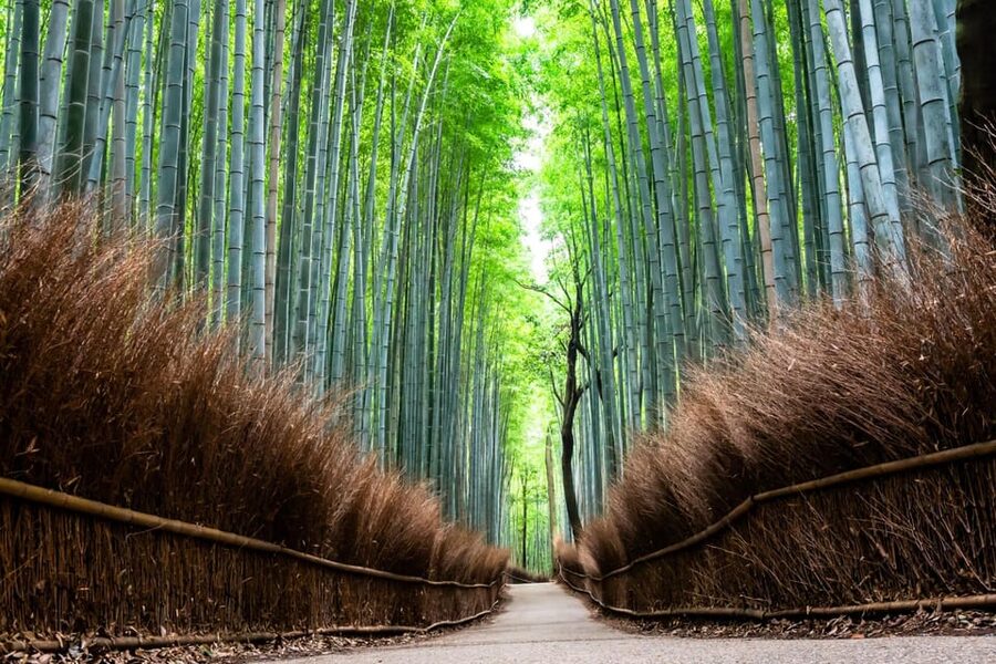 Kyoto: Private Full-Day Tour by Car - What the ten-hour schedule feels like