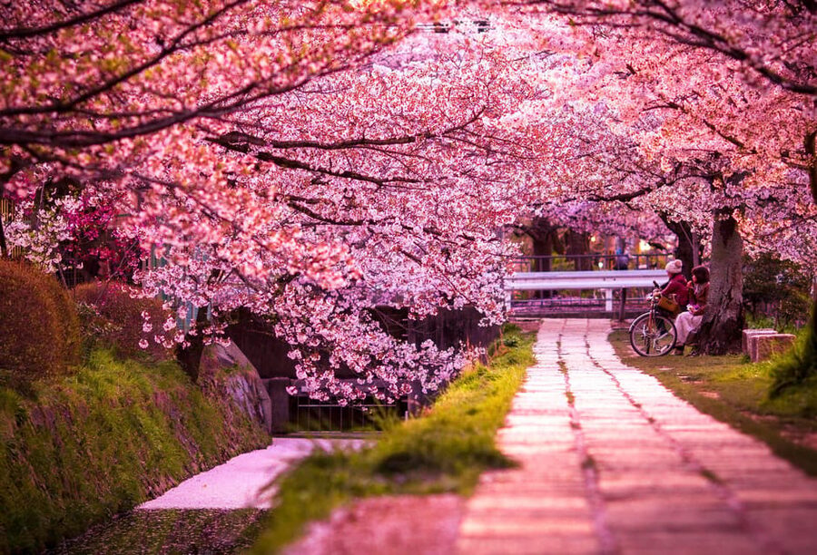 Kyoto: Private Highlights Tour with Guide and Luxury Vehicle - Nishiki Market is your flexible lunch stop