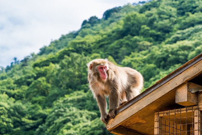 Kyoto's Top City Highlights: 2-Day Private Tour Experience - Should you book it?