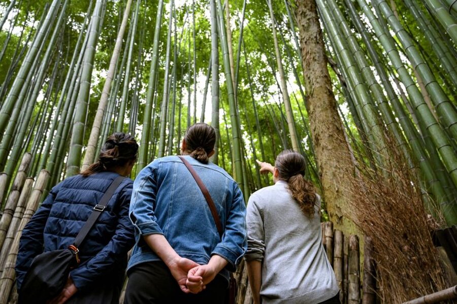 Kyoto to Arashiyama Day Trip - Private & Personalized - Monkey Park Iwatayama and the view above the river