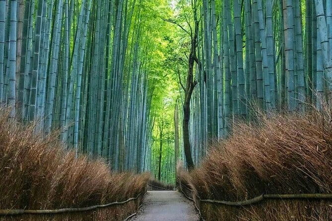 Kyoto tour 12 hours Private Nagoya pick up available - Why a private car changes a Kyoto day