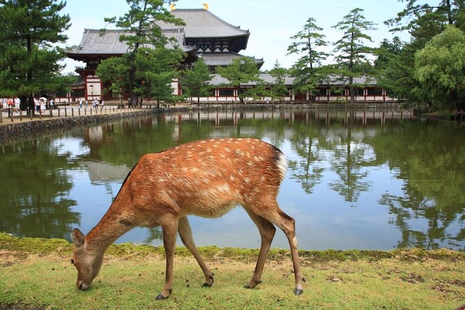 Nara 6hr Private Tour with Government-Licensed Guide - Why a private Nara day works so well