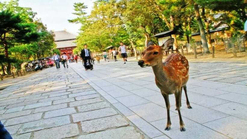 Nara attractive tour with local guide (4hours) - Meeting at Kintetsu-Nara Station