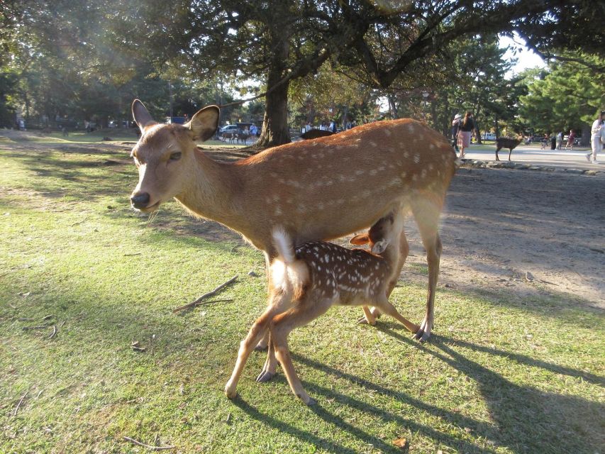NARA: Budda gigante, Cervi liberi nel parco (Guida italiana) - I cervi del parco, belli ma da trattare con rispetto