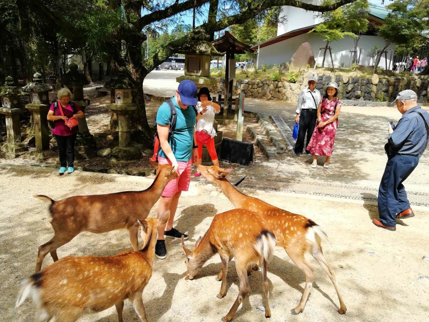 Nara: City Highlights Shared Group or Private Bike Tour - Nara Park, deer, and a quieter side of the city