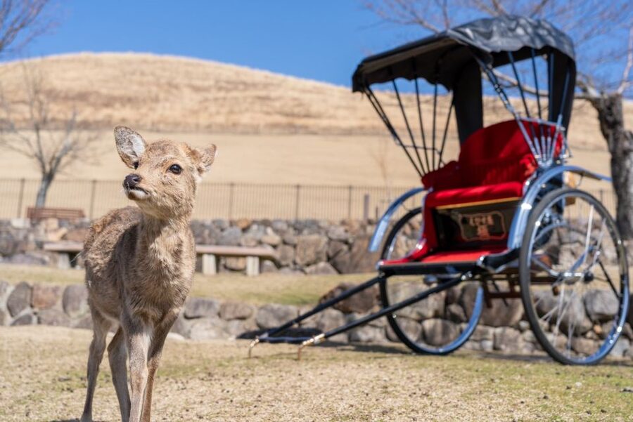 Nara: Cultural Heritage Tour by Rickshaw - The 130-minute Buddhist statue route