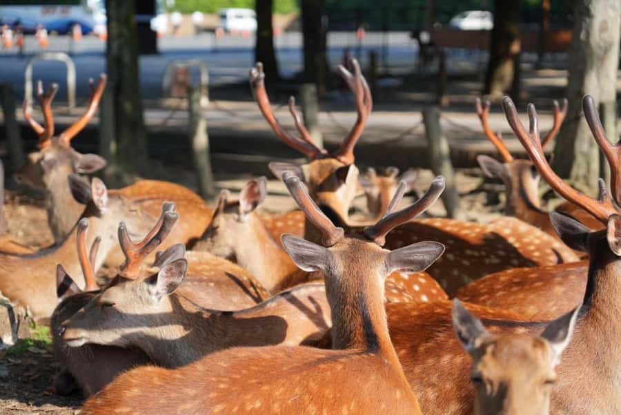 Nara Early Bird Tour (Kyoto Departure Option Available) - Todaiji and the Great Buddha