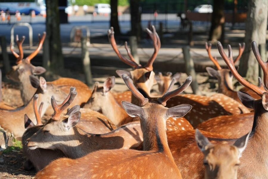 Nara Early Bird Tour (Kyoto Departure Option Available) - Does the $88 price make sense?