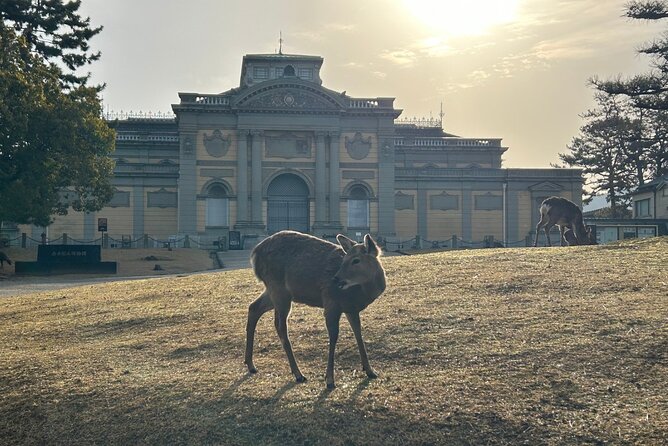Nara Early Morning Tour (Kyoto or Osaka Departure Available) - What the guides add to the walk