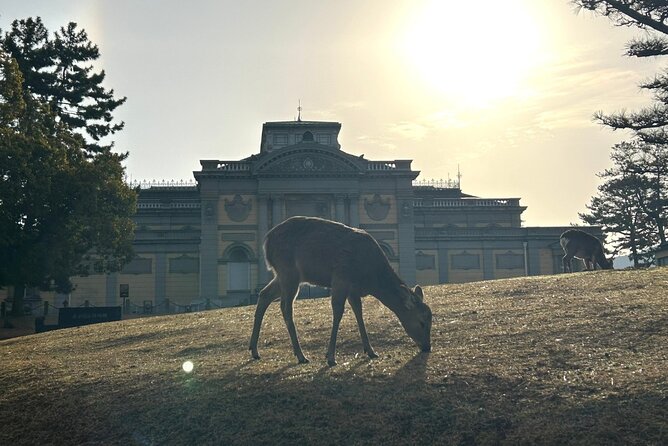 Nara Early Morning Tour (Kyoto or Osaka Departure Available) - Is $61.02 a good value?