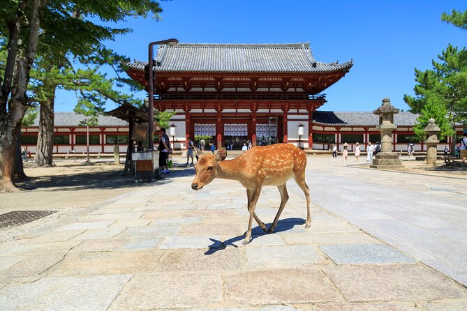 Nara: Enjoy Highlight Of Nara in 3 hours - Key points to know before booking