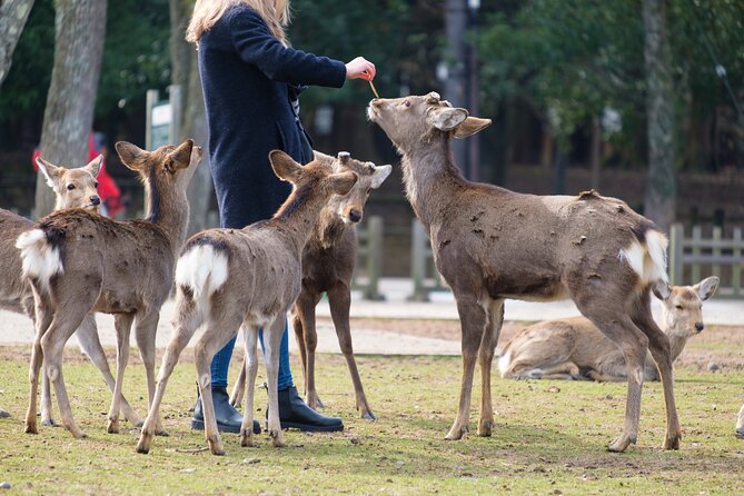 Nara: Enjoy Highlight Of Nara in 3 hours - Walking through Nara Park with the deer
