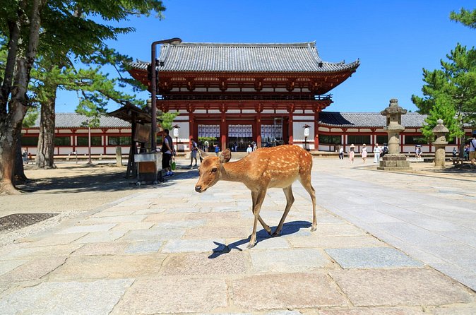 Nara: Enjoy Highlight Of Nara in 3 hours - Who will enjoy this three-hour visit