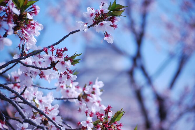 Nara: Enjoy Highlight Of Nara in 3 hours - Starting at Himuro Shrine and finding your group