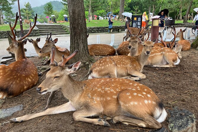 Nara: Essential Private Tour with Deer Park and Temples - Why this three-hour Nara route works