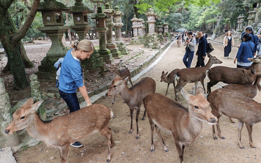 Nara: Great Buddha, Kasuga Shrine & Deer Park Tour - Nara Park and the deer: more than a photo stop