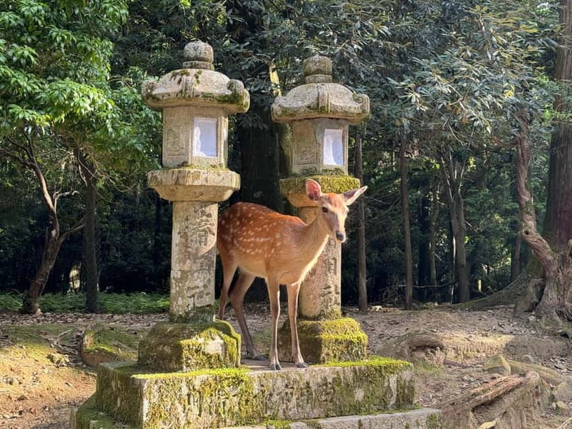 Nara: Great Buddha, Kasuga Shrine & Deer Park Tour - Kasuga Taisha and its lantern-lined forest paths