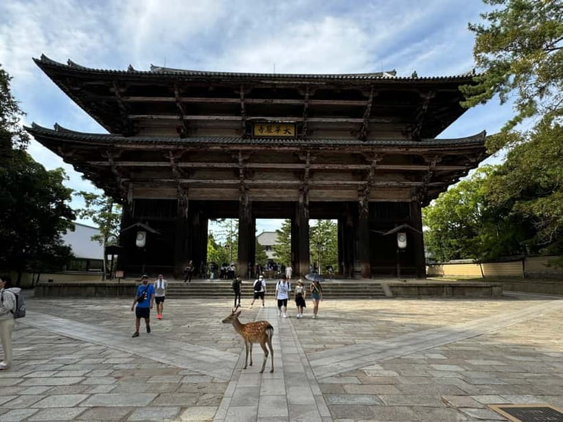 Nara: Great Buddha, Kasuga Shrine & Deer Park Tour - Final call: book it for context, not just convenience