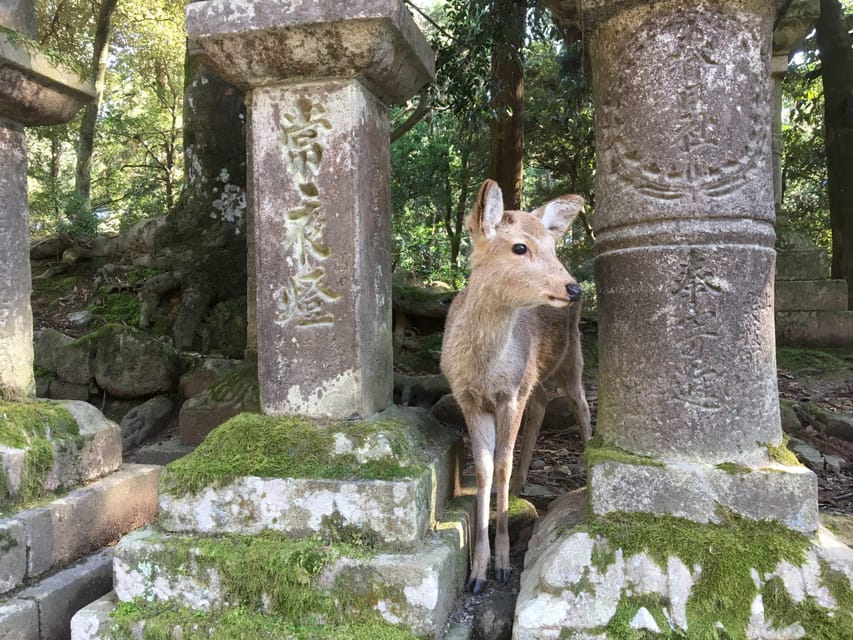 Nara: Half-Day Private Guided Tour - Key points at a glance