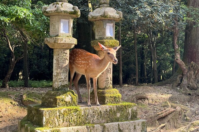 Nara: Half-Day Private Tour of 4 Must-See Spots & Deer Park - Key details before you book