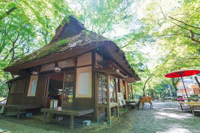 Nara Half Day Trip Walking Tour (Private Option Available) - Walking through Kasuga Taisha and the primeval forest