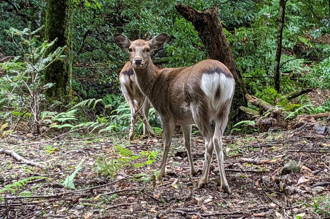 Nara - Heart of Nature Cross Bike Tour - Nigatsu-do: temple views and a personal seal