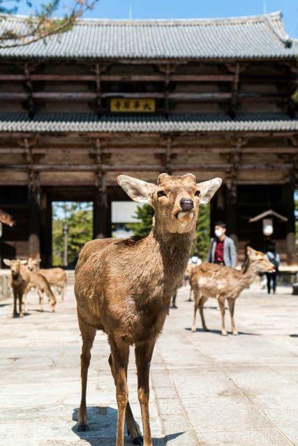 Nara Heritage Walkabout from Nara Park to Todaji-ji temple - Starting beside Kintetsu Nara Station
