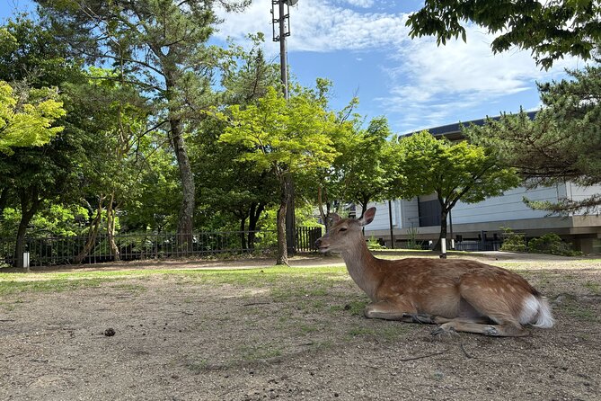 Nara Highlight Walking Tour with Furoshiki Experience with Lunch - The view and ceremony at Nigatsu-do