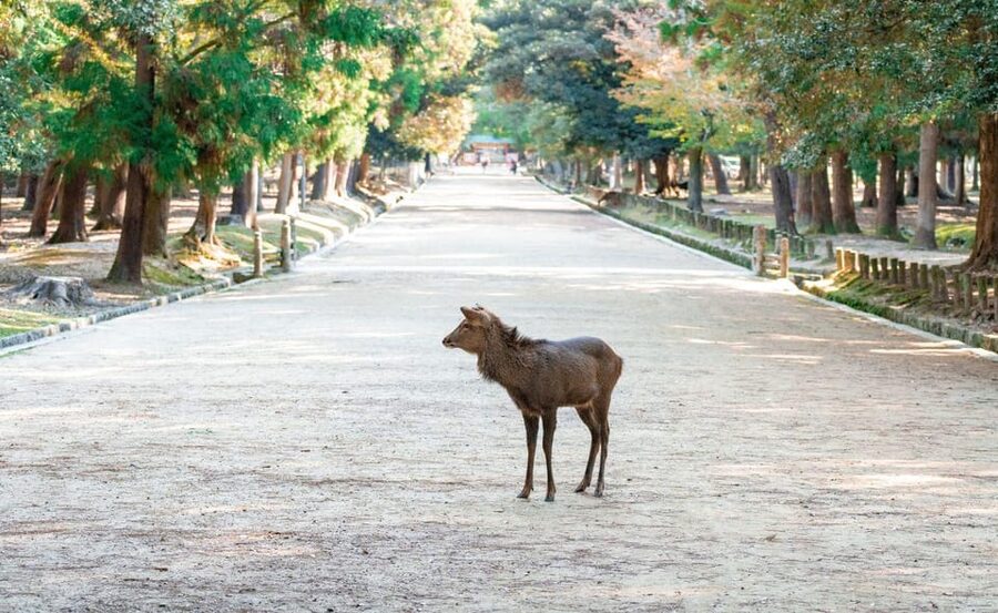 Nara: Private City Tour With A Local Guide - Key points to know before booking