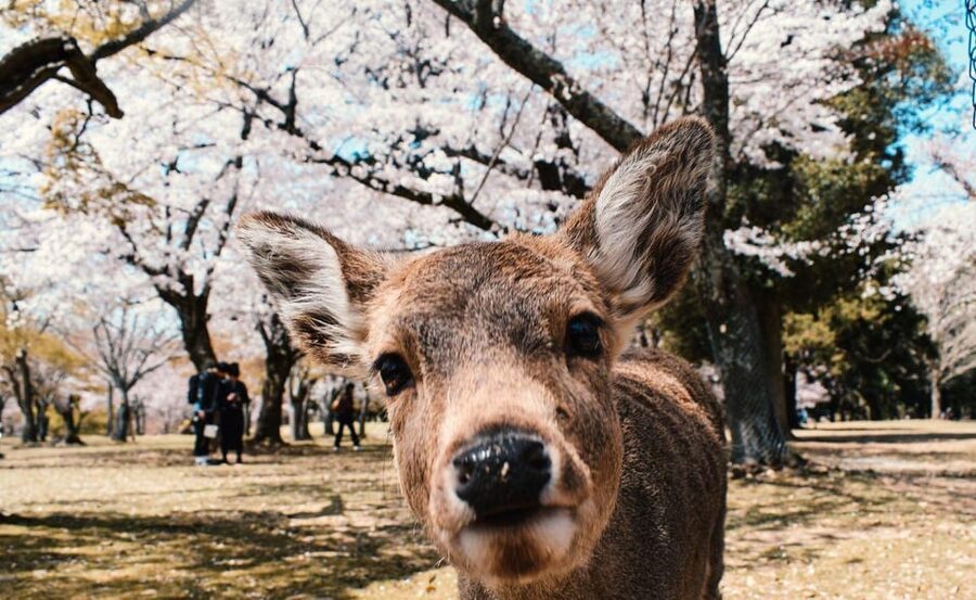 Nara: Private City Tour With A Local Guide - What this private Nara day is really like