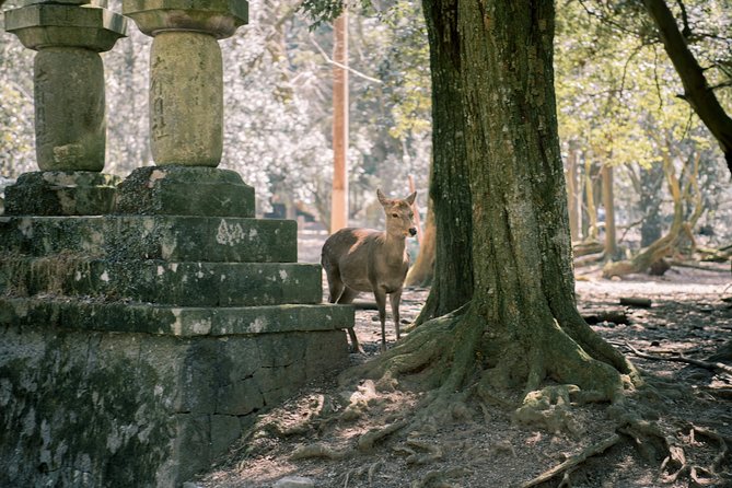 Nara Private Customizable Half Day Tour - Starting at Nara Park and Todai-ji