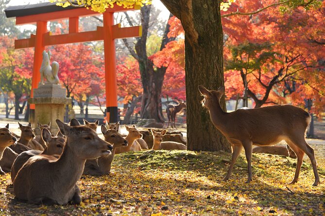 Nara Private Day Trip - Enjoy Your First-Time Visit to Nara! - Why this six-hour Nara route works for a first visit